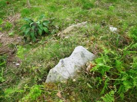 Argibele V trikuharria