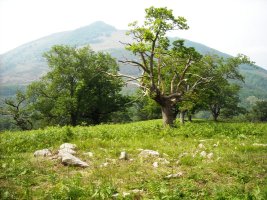 Faageko Erreka Hego   harrespila