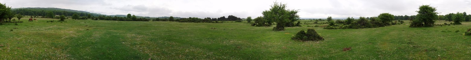 Andasarriko belardiak