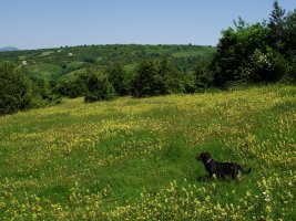 Ligarrietako bizkarra Larrogaingo bidetik