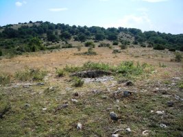 Itxasorde  trikuharria