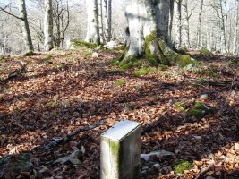 Artzeiturrieta  trikuharria