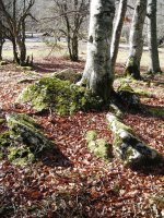 Artzeiturrieta  trikuharria