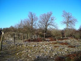 Ubaba tumulo de anillo