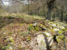 Xurize 3 trikuharria