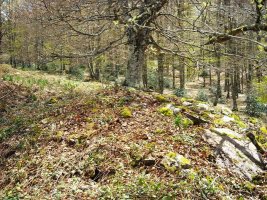 Xurize 2 trikuharria