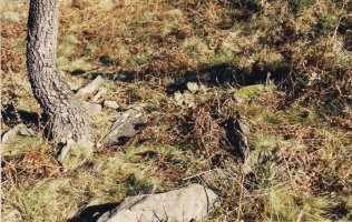 Otaltzu 2 trikuharria