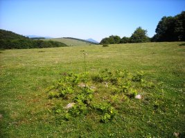 Buabakar eremu tumularra