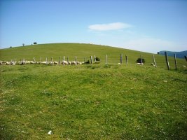 Mugarri  trikuharria