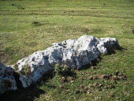 Sarasako Sakana zutarria