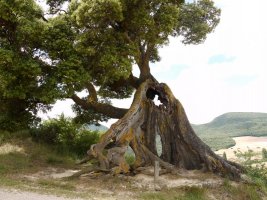 Zabaldutako enborraren ikuspegia