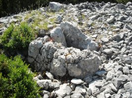 Sogoitia trikuharria