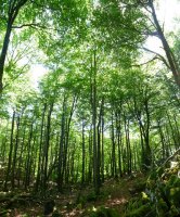 Bi gailurren arteko lepoa