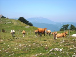 Behiak gailurretik gertu