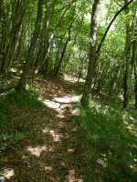 Basoan zeharreko bidexka