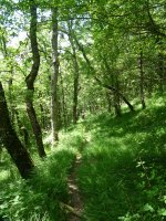 Basoan zeharreko bidexka