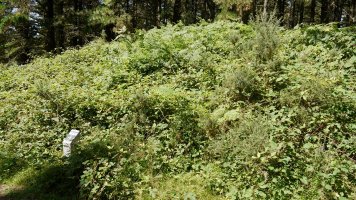 2009-7-25ean ateratako argazkia