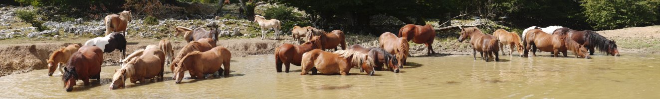 Zaldiak ura edaten Mendebaldeko larreetako putzuan