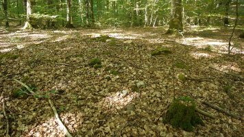 Gainaldean ez da harlosa handirik nabari