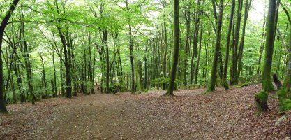 Ezkiringo baso garbia