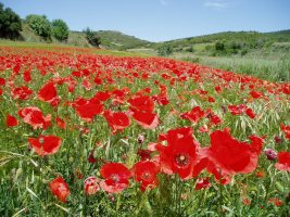 Mitxoletaz estalitako gari-saila