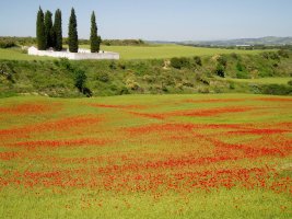 Mitxoletaz estalitako gari-saila