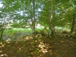 Patatalor (Zurittu berri)