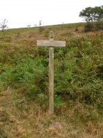 Adierazgarria bidean