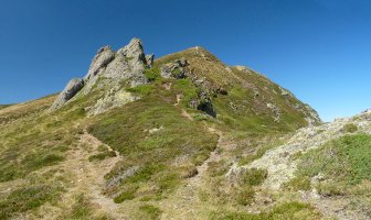 Gailur nagusia gandorreko bidetik