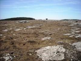 Sima de los Carneros