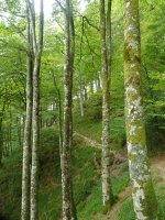 Nekaitzeko basoan zeharreko bidea