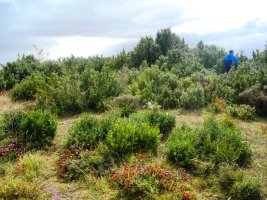 Majada Sarbil ekialde 2