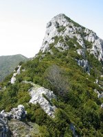 Mendebaldeko gandorra