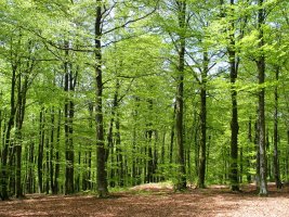 Tontorraren inguruak