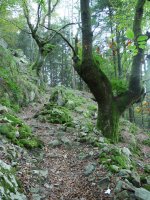 Minetako isurialdeko bidea