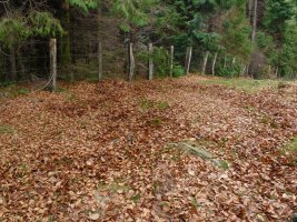 Agatungo Lepoa, orbelak ia ezkutaturik