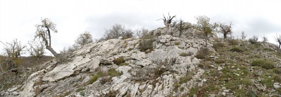 Algorriko gailur harritsua