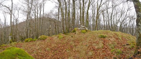 Loiaundiko gailur xumea, basoaren erdian