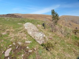 Intzipideko lepoko zutarria