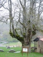 Sta. Teodosiako Lizarra