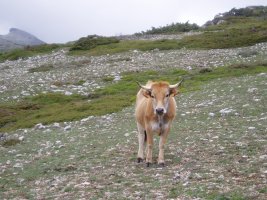 Bertakoa atzerritarrak begira