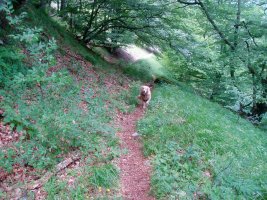 Bakedanoranzko bidea