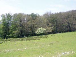 Errenagatik elorria eta pagadia