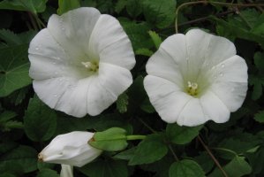 Calystegia sepium