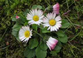 Bellis perennis