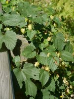 Landarea, errepide bazterreko hesian bilduta