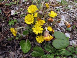Tussilago farfara (Eztul belarra) Sarako leize gainean