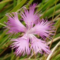 Dianthus hyssopifolius hyssopifolius