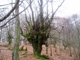 albertiako pago-gudaria