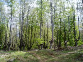 Kukutza aldeko pagadia